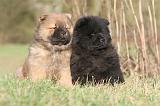 CHOW CHOW 233